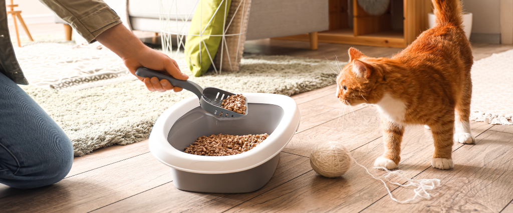 Owner Cleaning Cat Litter Box at Home