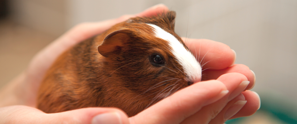 Guinea pig in person's hands