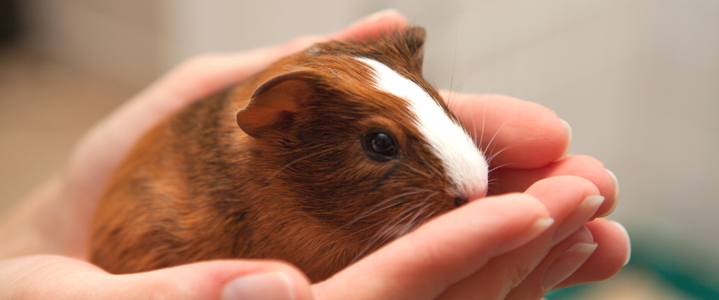 Is a guinea pig a deals good pet