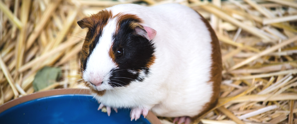 Guinea pig with food bowl