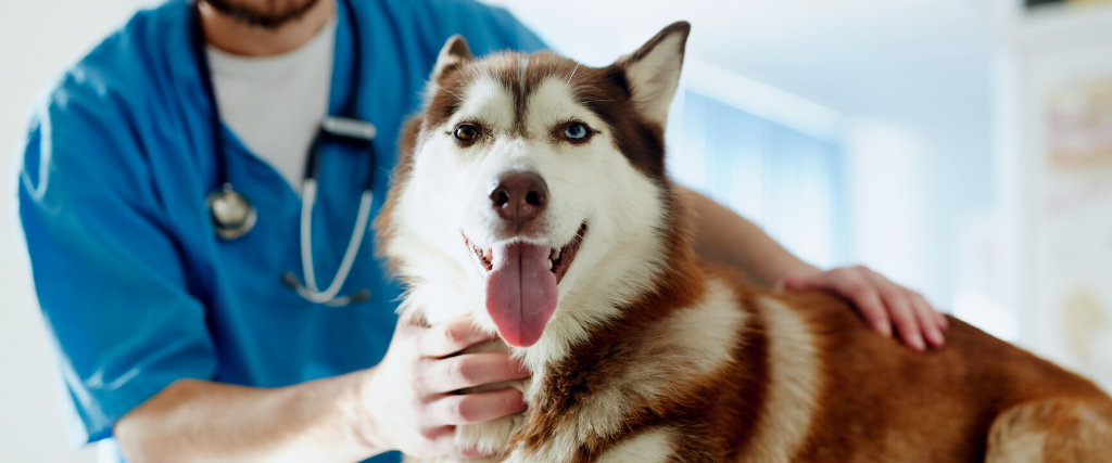 Husky at veterinarian appointment