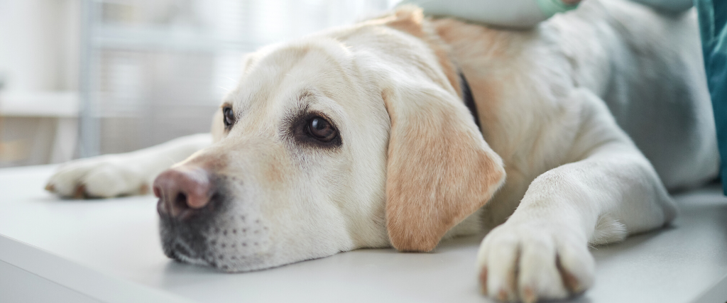 Labrador retriever at veterinarian