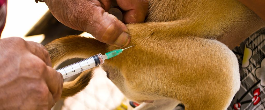Dog getting rabies vaccination.