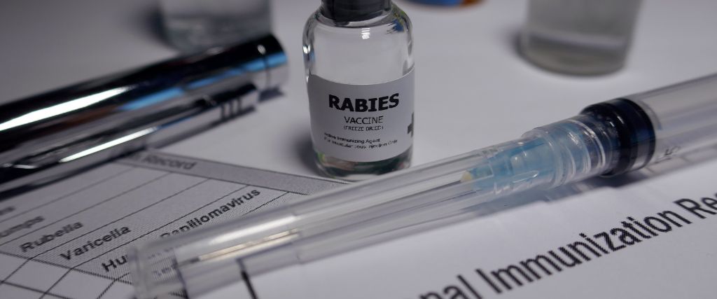 Rabies: Causes, Symptoms, Treatment & Prevention