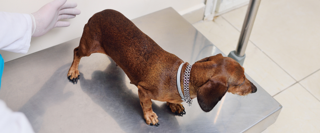 Dachshund on scale at the vet.