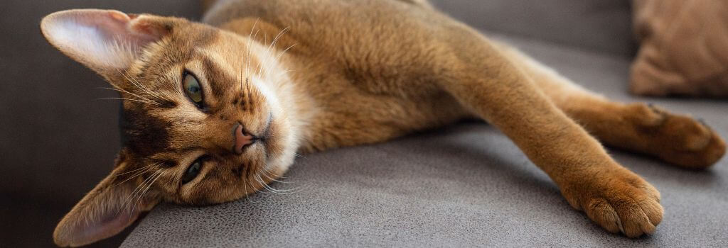 Abyssinian cat laying on couch.