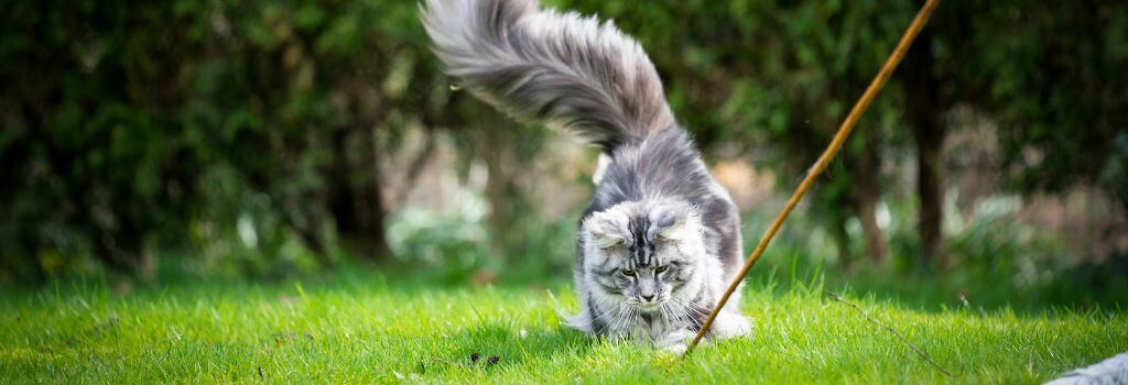 Maine coon cat playing outside with owner.