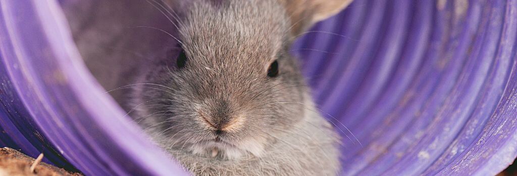 Pet rabbit in a tunnel in a rabbit habitat.