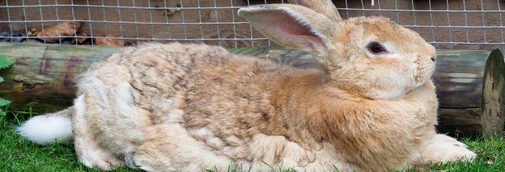 Pet rabbit in an enclosure.