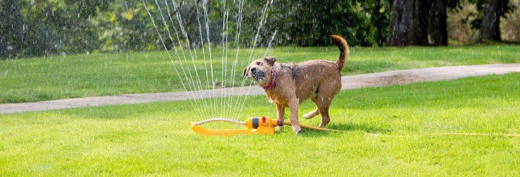 Dog playing in a sprinkler.