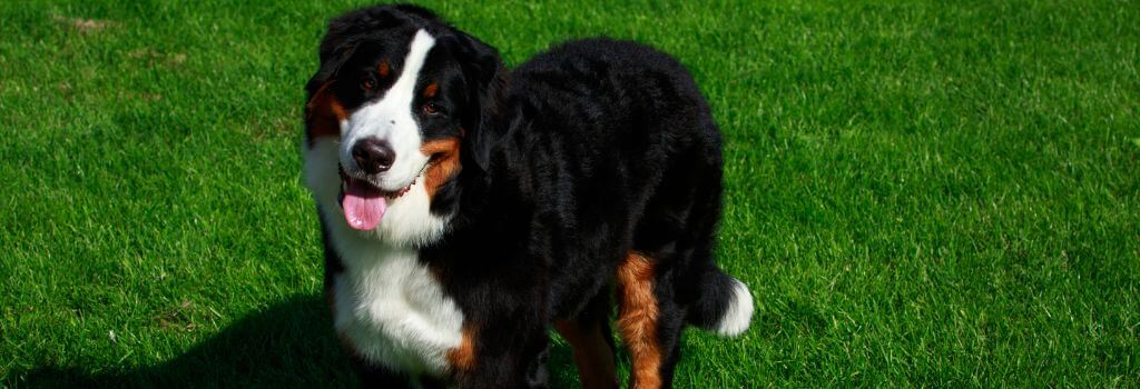 Bernese Mountain Dog in green grass.