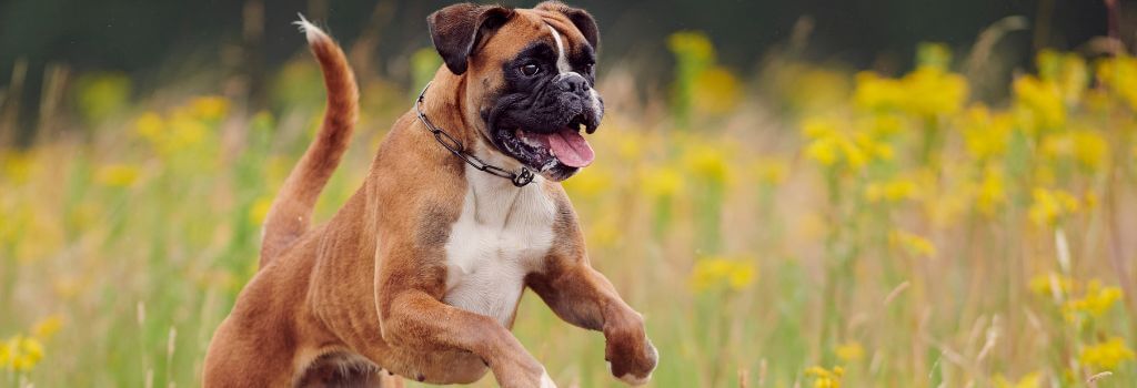 Boxer dog jumping and running.