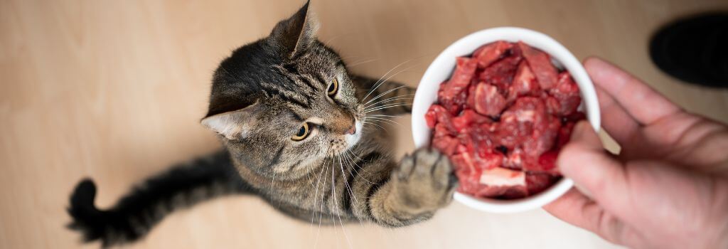 Cat trying to eat meat from owner, cats are carnivores