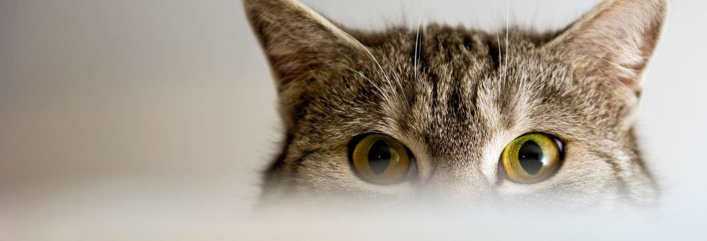Close up of cat eyes. Cat vision