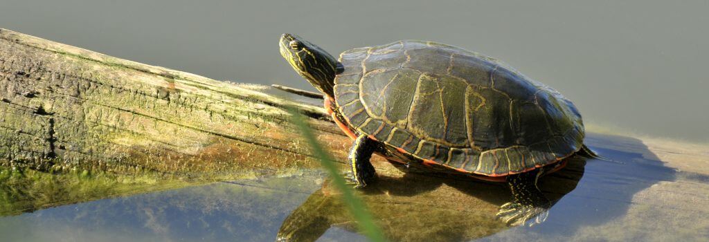 A turtle in a pond