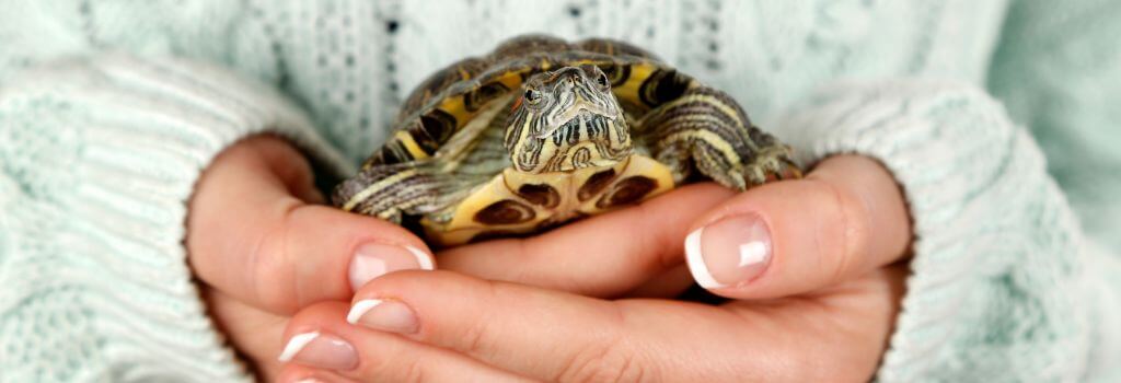 An owner holding their pet turtle.