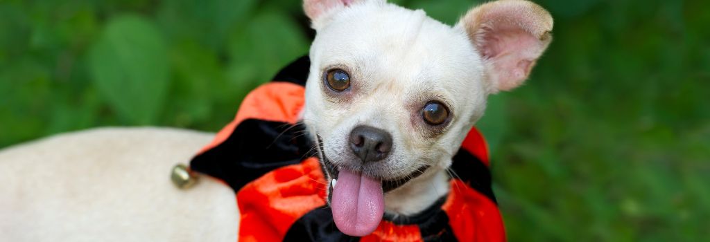 A small dog with a jester's collar accessory