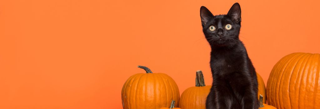 A black cat sitting with pumpkins