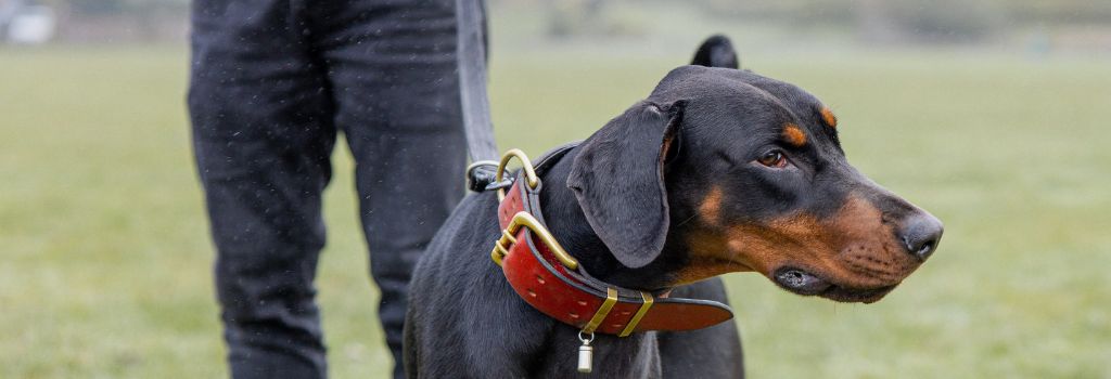 Doberman with owner.