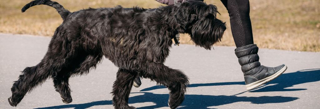 Giant Schnauzer with owner.