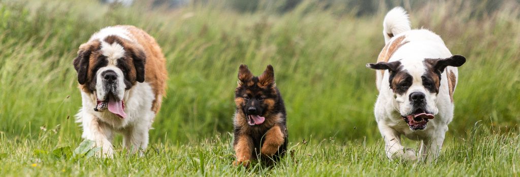 Saint Bernards and german shepherd puppy running.