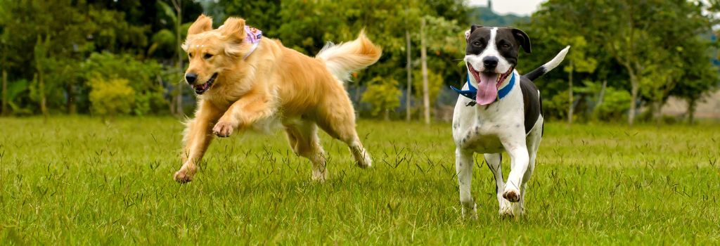 Two dogs running happily and playing.