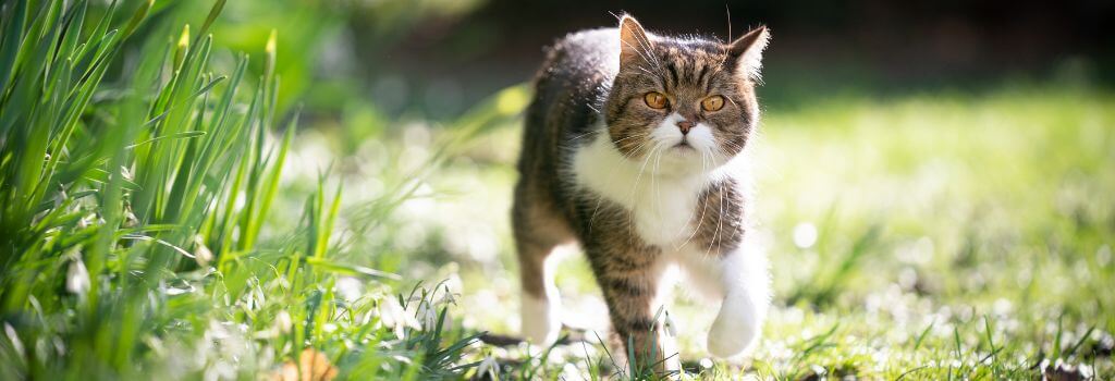 Cat walking outside.