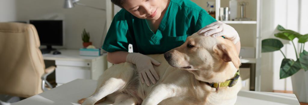 Yellow lab mix at doctor for cushing's disease.