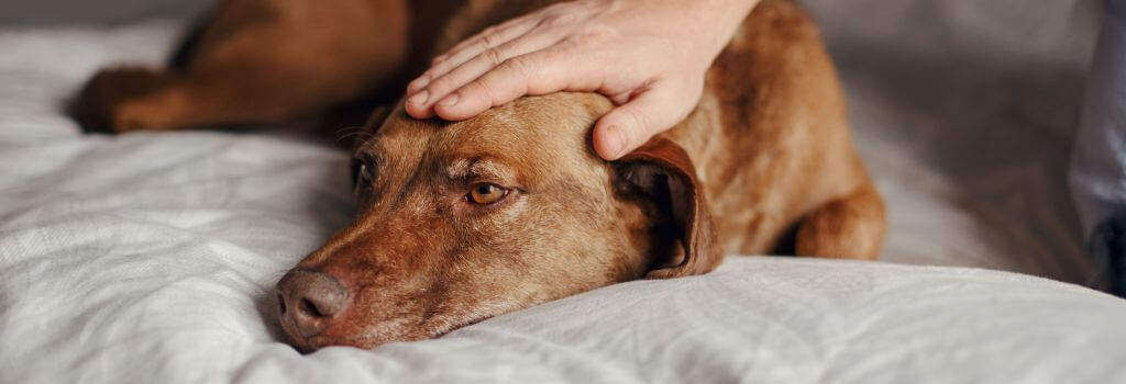Sad mix dog, cushing's disease.
