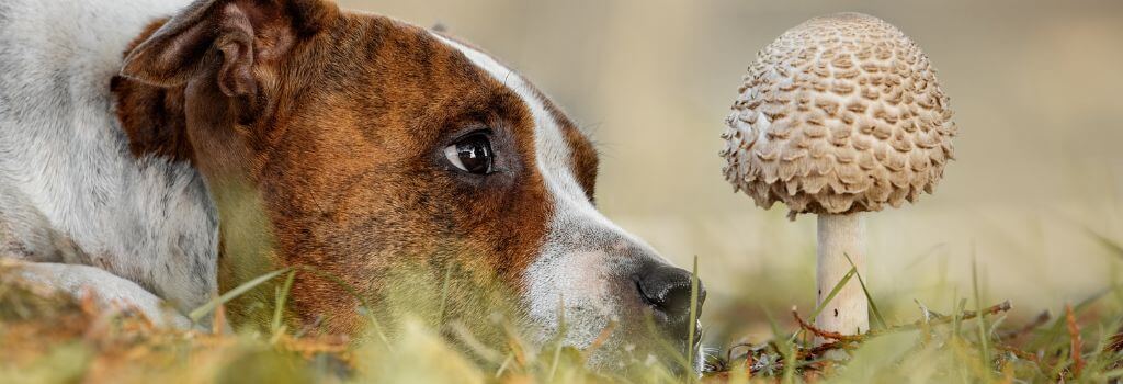 dog looking closely at mushroom. dog mushroom toxicity