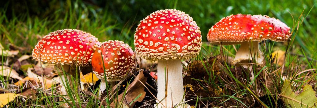 amanita mushrooms. dog mushroom toxicity