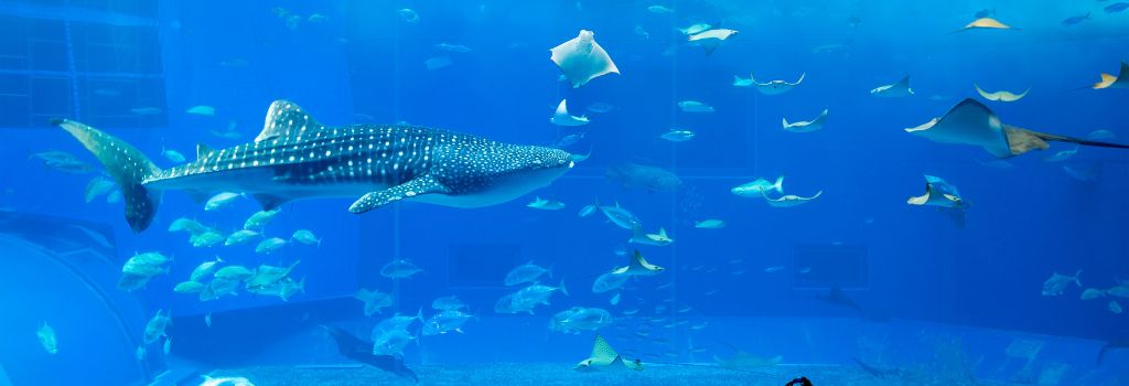 Aquariums are saving the waters. 