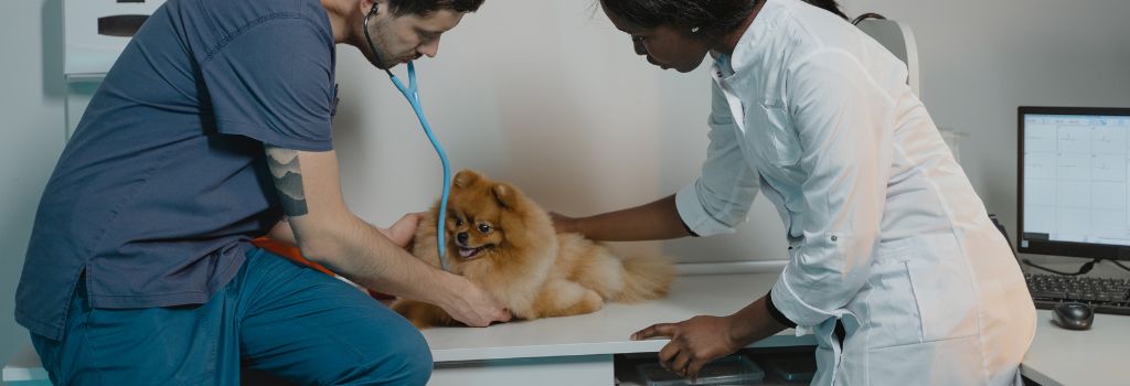 Pomeranian at vet for cariology.
