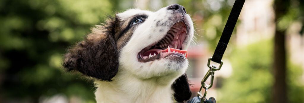 Adopted dog on a leash.