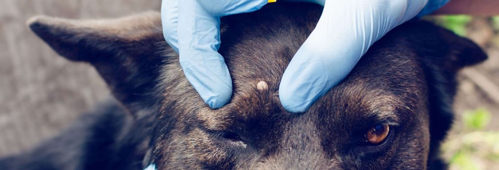 Black dog getting tick removed from head.
