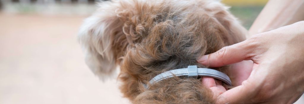 Tick collar on dog.