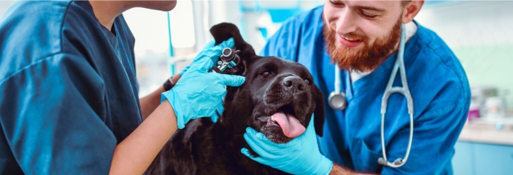 a veterinarian examining a large dog's ears.