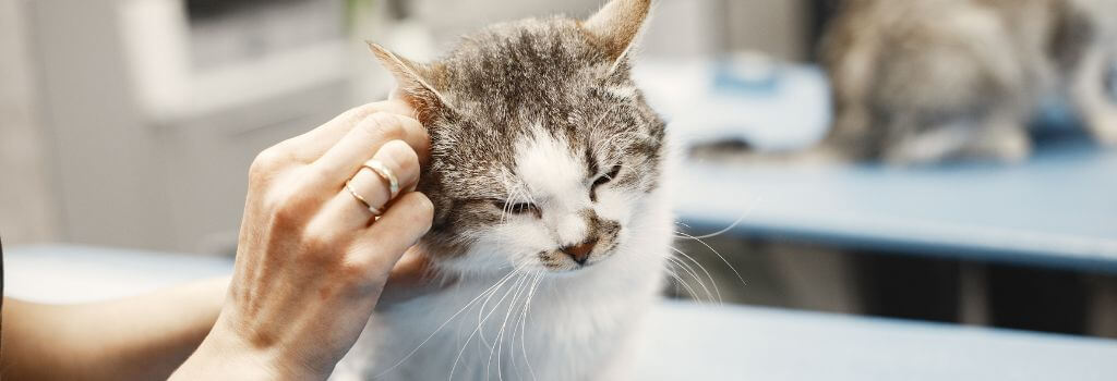 A cat having it's ears cleaned.