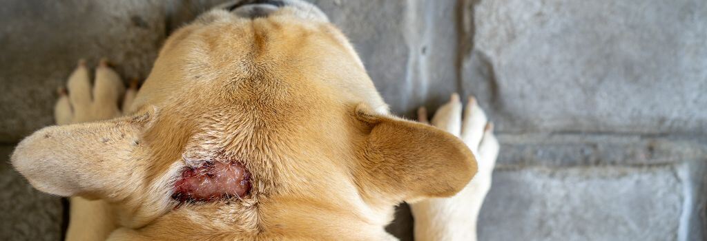 Dog with a hot spot from skin allergies.