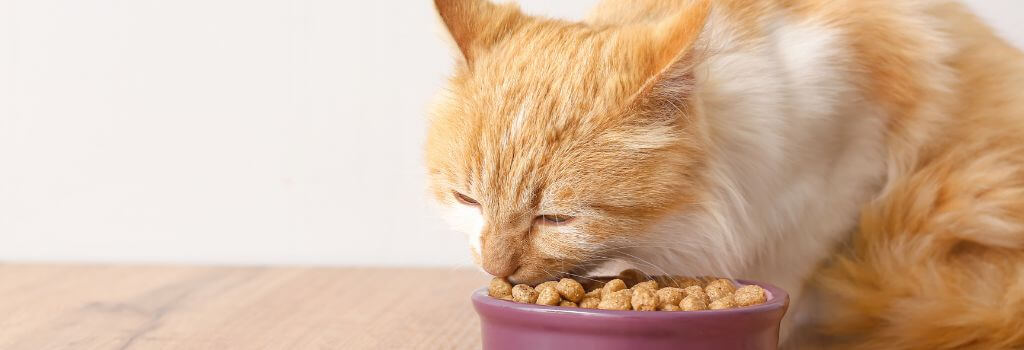 Cat eating dry kibble from bowl.