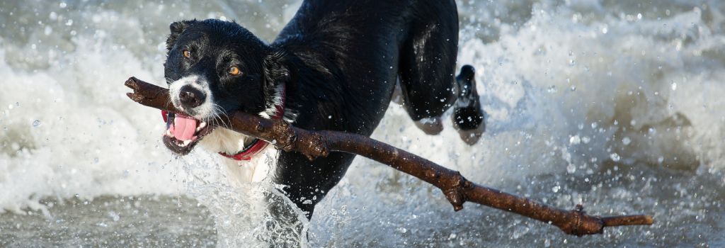 A dog running through the water with a stick in its mouth.