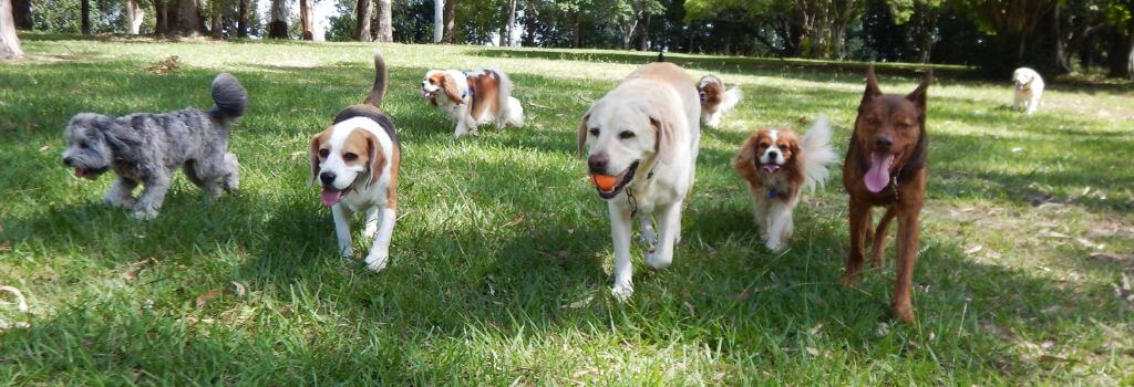 Dogs playing at a dog park