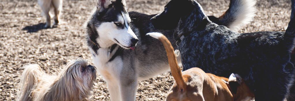 Dogs playing at a dog park, learning to be social