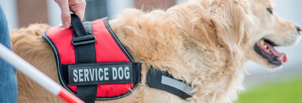 Close up of a service dog's vest.