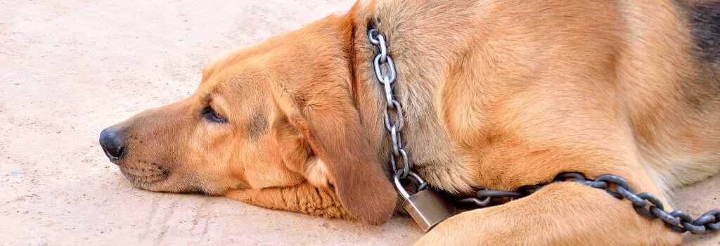 bloodhound mix on chain outside