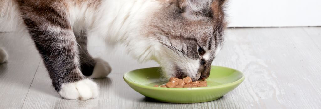 Cat eating food out of a bowl.