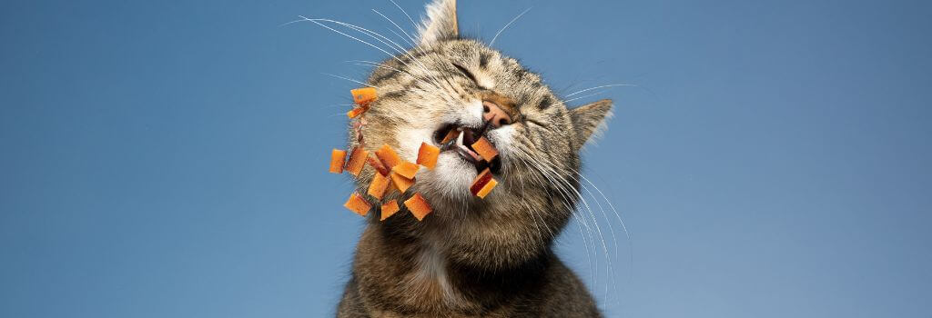 Cat eating treats on a clear table top.