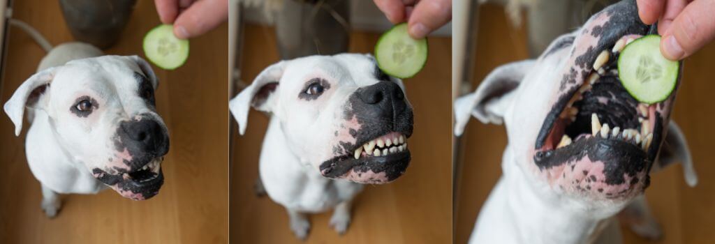 American bulldog mix eating cucumber, hilarious images.