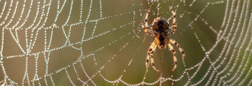 Spider on a web covered in dew