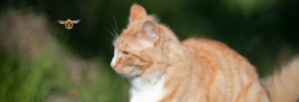 Cat and a bee